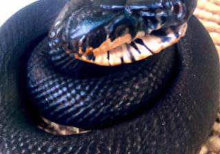 梦见黑色大蟒蛇， 梦见黑色大蟒蛇：预示着什么？